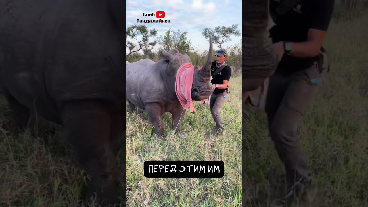 Носорог. Исчезающий Сказочный Гигант 🦏