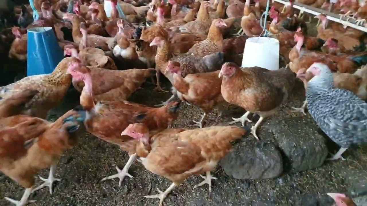 tanbro wenye miezi 4   #ajiranews #eastafrica #kuku #tanzania