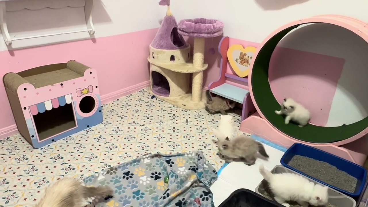 3/9/26 Kittenberry Castle kittens enjoy morning playtime 