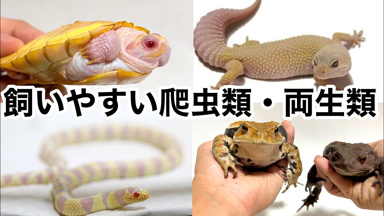 初心者でも飼いやすい爬虫類・両生類