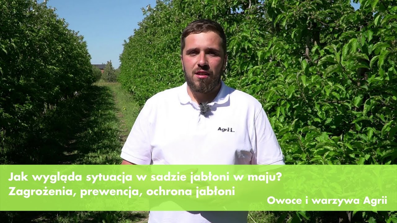 Jak wygląda sytuacja w sadzie jabłoni w maju? Zagrożenia, prewencja, ochrona jabłoni | Agrii Polska