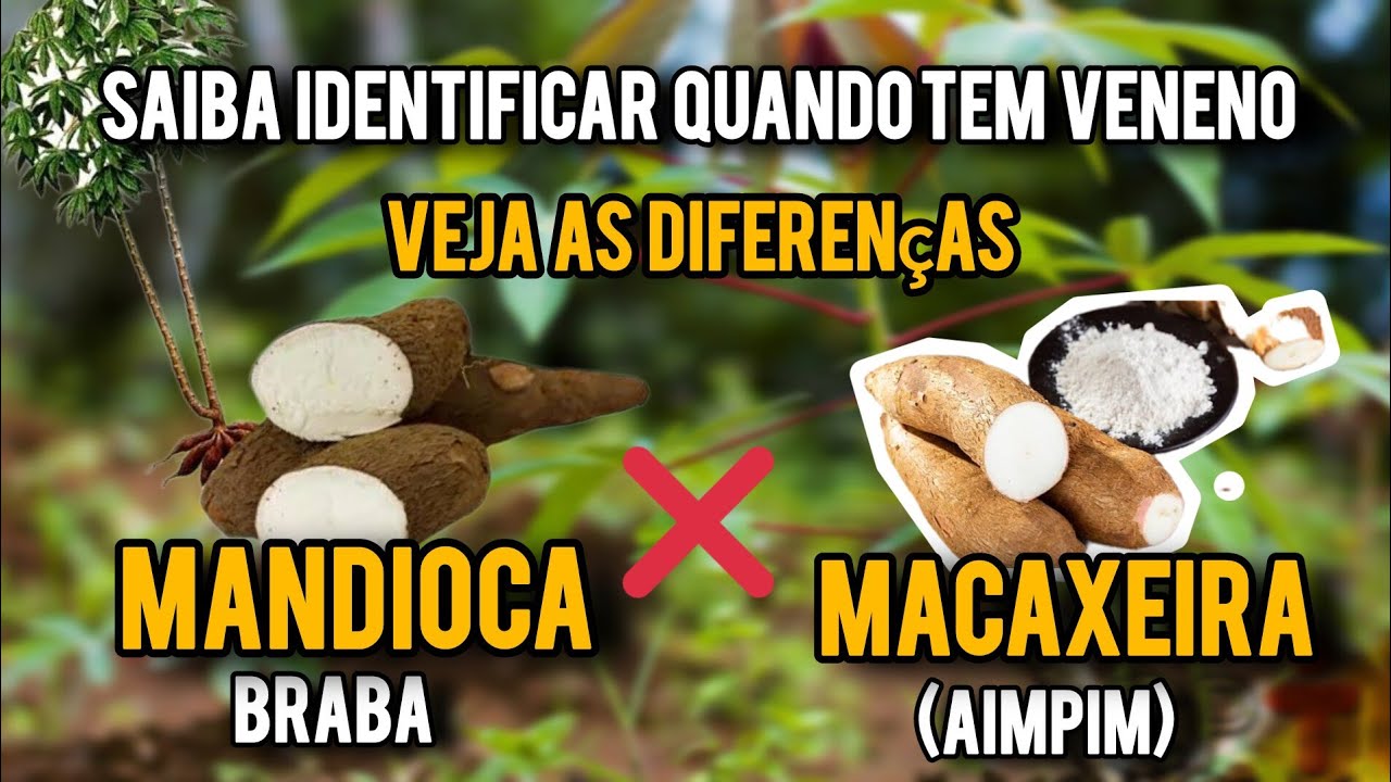 Como identificar a MACAXEIRA da MANDIOCA braba e ver a diferença do AIMPIM (MACAXEIRA) E DA MANDIOCA