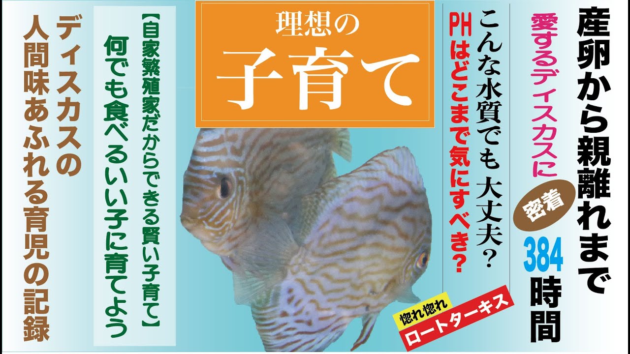ディスカスの繁殖／何が大事？どこまで大事？実録384時間