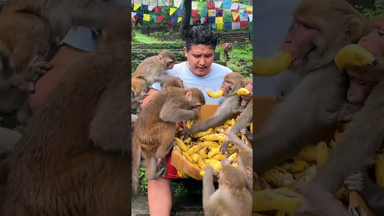 monkey feeding time #feedinganimal