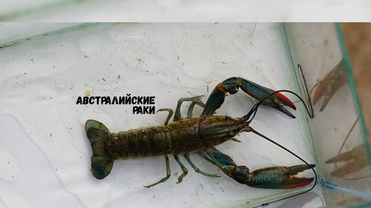 Очередная поездка на пруды! Австралийский рак уже идёт на раколовки!