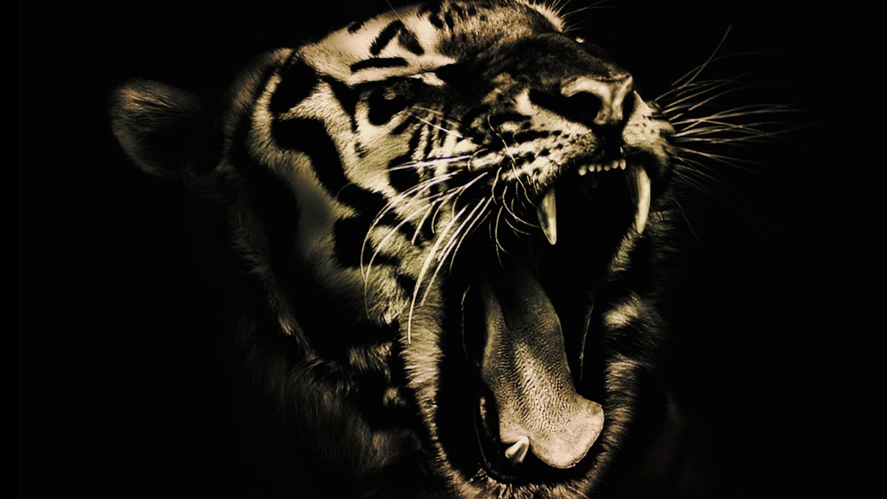 El Tigr3 -  Huntress