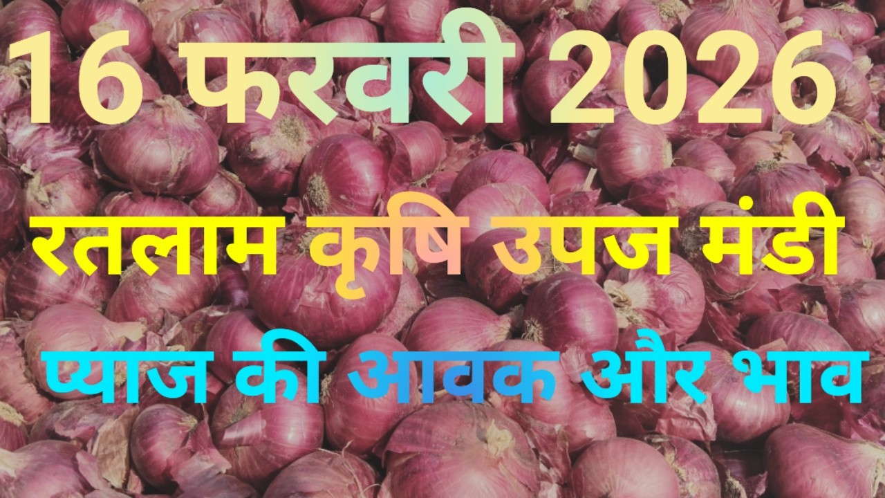 रतलाम मंडी प्याज का भाव। Ratlam mandi pyaj ka bhav today। Pyaj ka bhav Ratlam mandi।