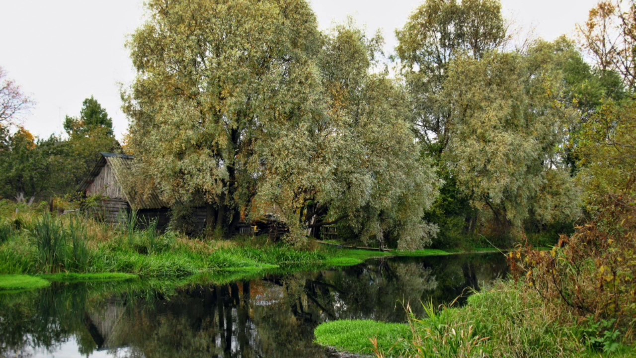 СУХАЯ ВЕРБА
