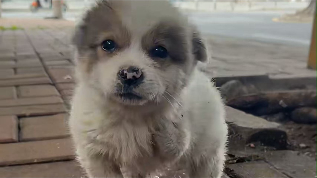 Брошенный щенок-инвалид, который наконец-то нашел любящий дом.