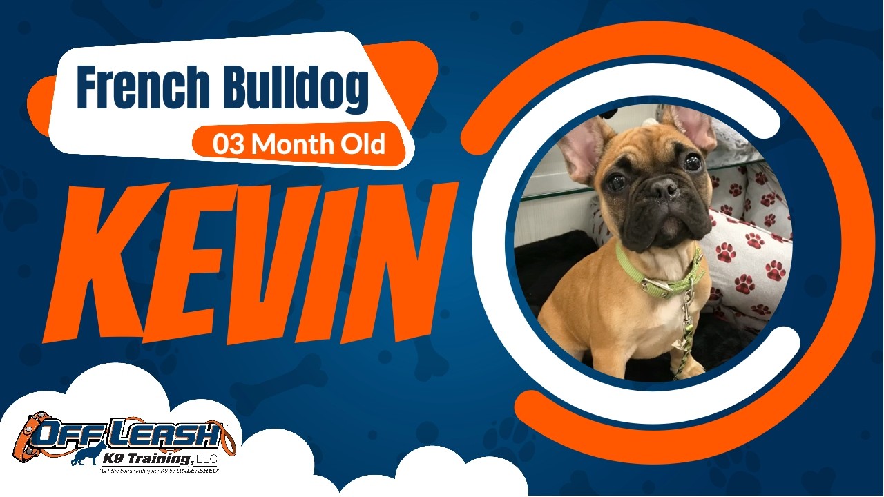 Puppy Board and Train Program Syracuse Rochester Buffalo | French Bulldog, 3 Months, Kevin