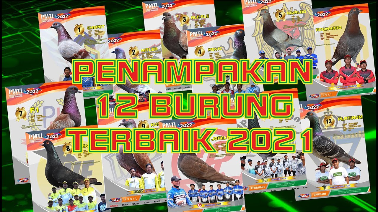 PINGIN BURUNG JUARA? CARILAH  YANG SEPERTI INI GAN!! 12 burung terbaik 2021