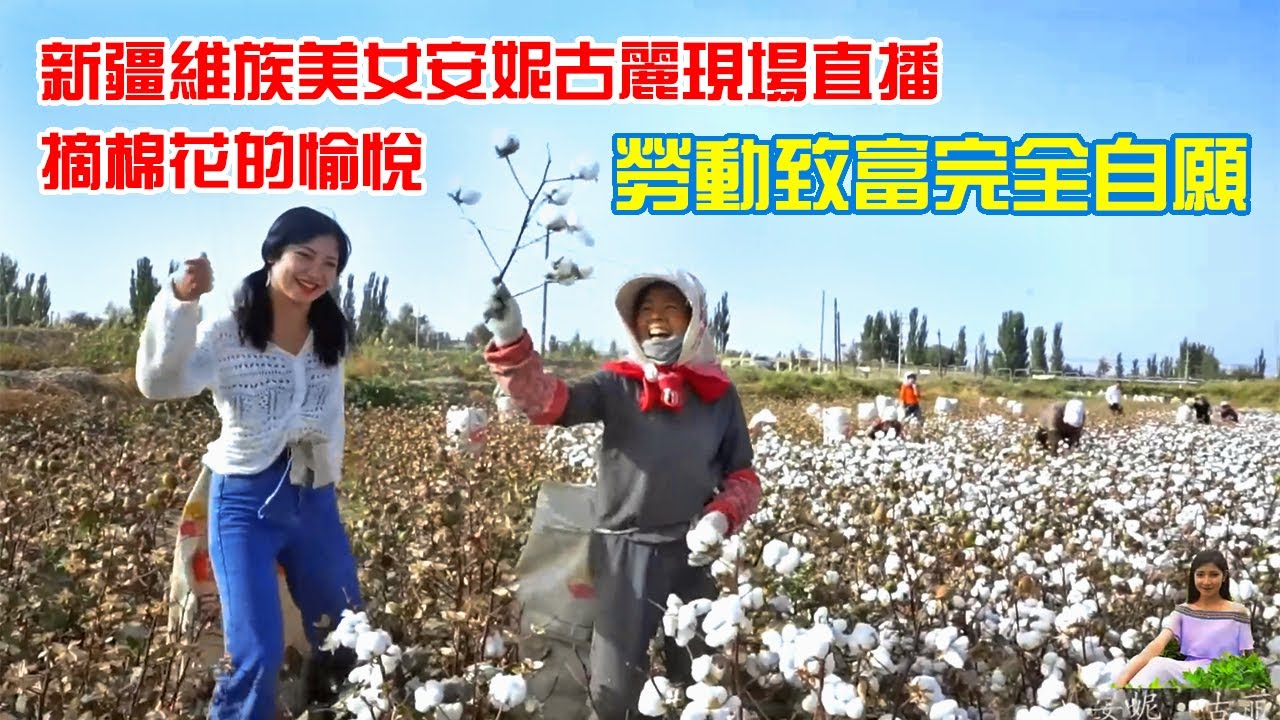 新疆采棉花是强迫勞動嗎？中國人被强迫富裕了？維族姑娘安妮古麗告訴你真相（這是兩年前的視頻，與現在的&ldquo;新疆棉花事件&rdquo;無關）。