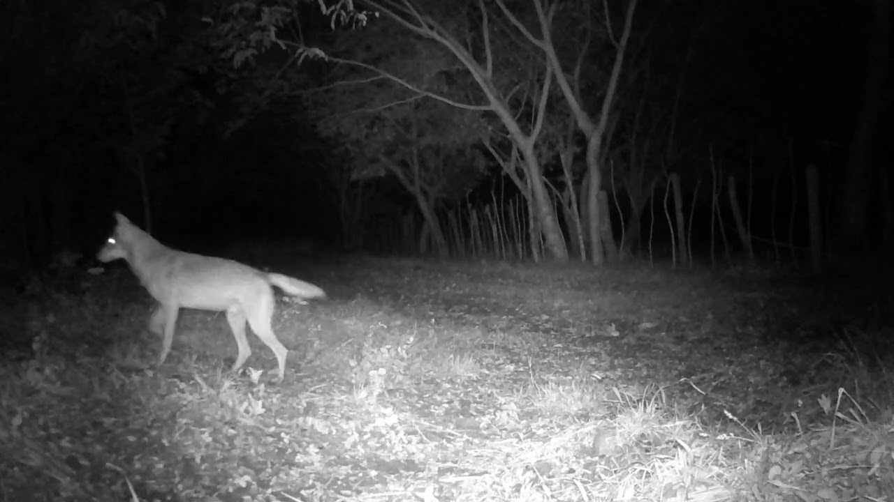 Coyote (Canis latrans)
