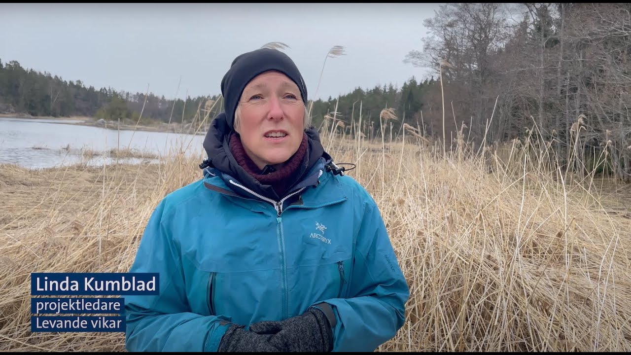 Aluminiumbehandling ska återställa muddrade Högklykeviken