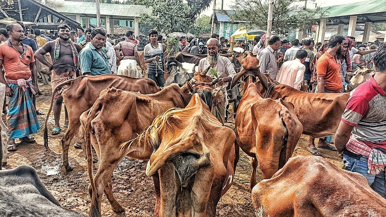 @ শুক্রবার ১৭/১১/২৩ | ক্রেতা নেই পানির দামে হাড্ডিসার গরুর বাজার | শুকনো হাড্ডিসার গরুর দাম | যশোর