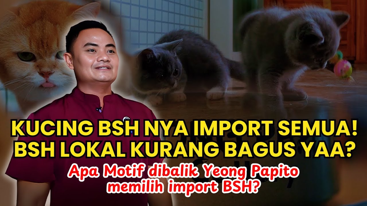 OMG! Markas besar BSH Import semua disini! kenapa cattery breeder lebih memilih import kucing?
