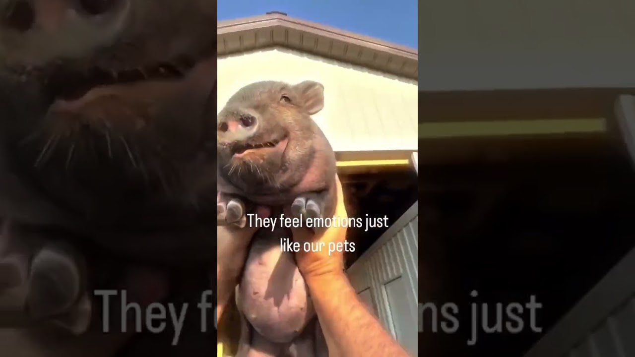 Did you know pigs smile when they're happy? 🐷😭