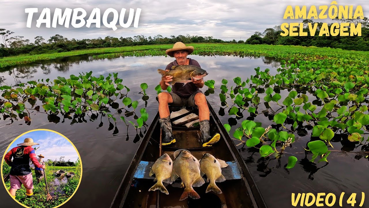 Pescando TAMBAQUI em um LAGO pertinho de CASA na AMAZÔNIA