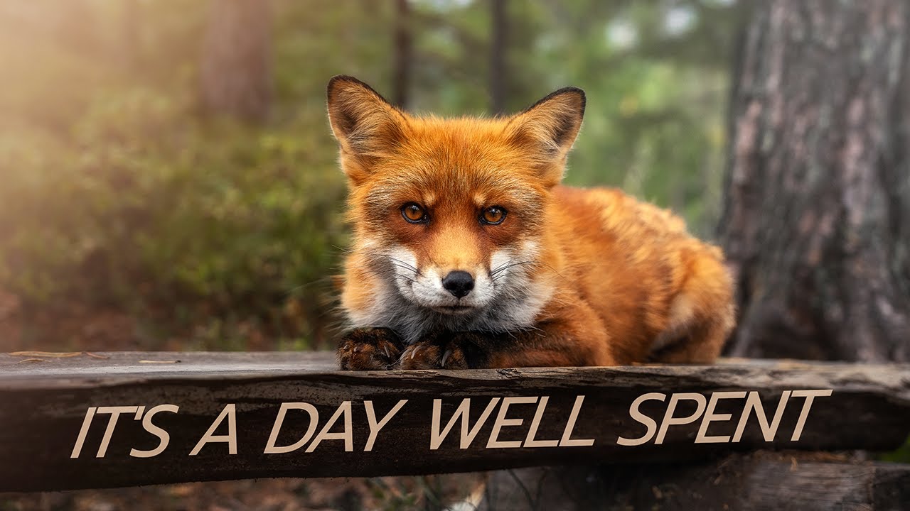 Filming Wolves, Lynx & Leopards | Is It Right to Visit Parks?