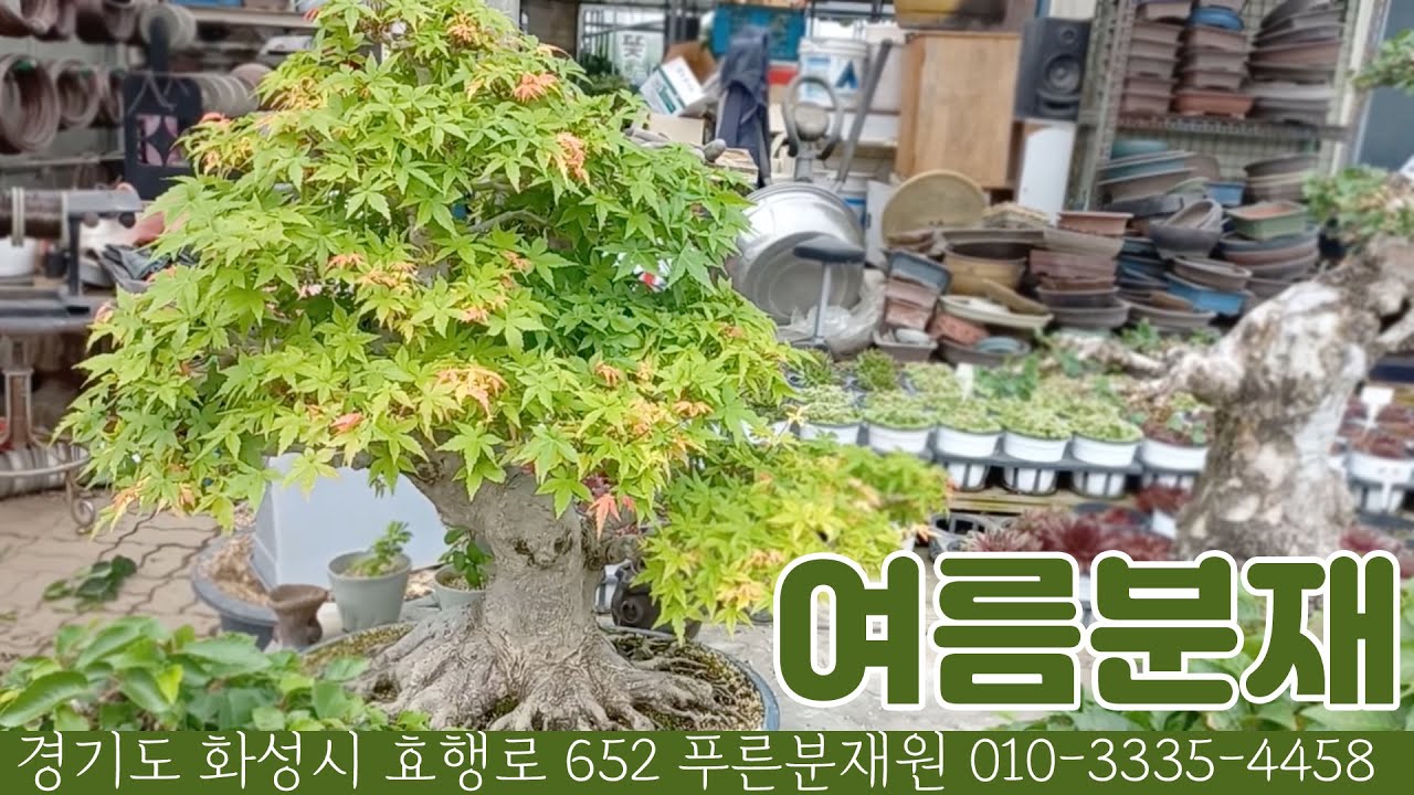 푸른분재원 여름분재 소개