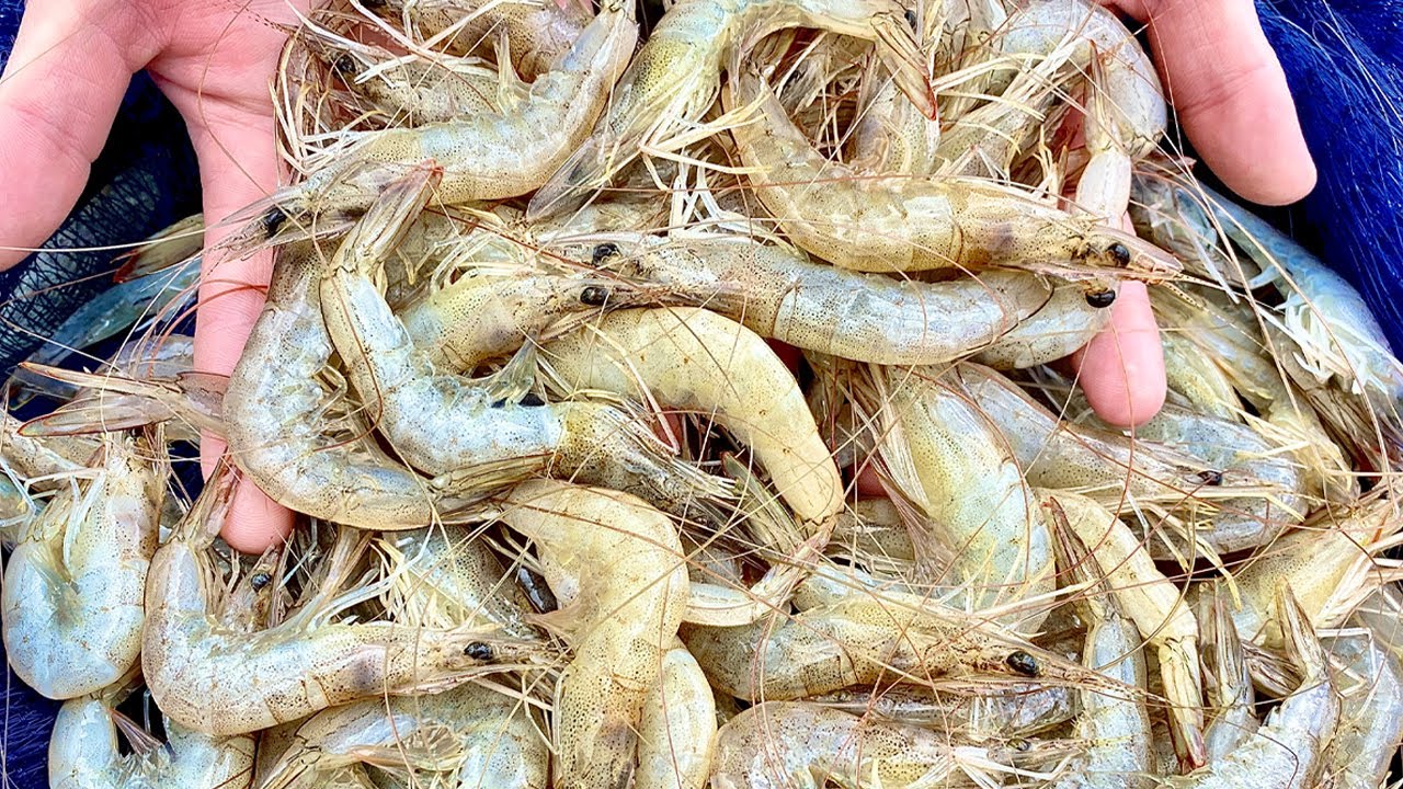Casting nets for prawns! (Catch & Cook)