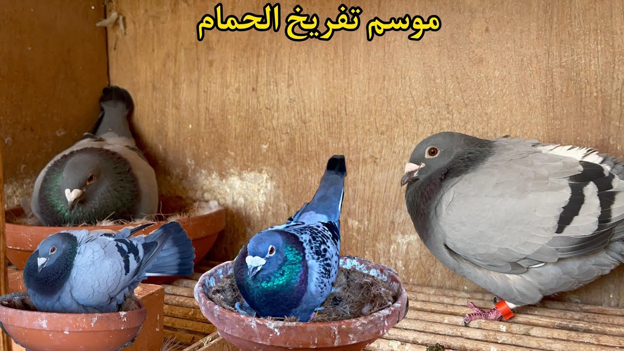 زيارة عند المعطي توليعة في الحمام الزاجل للإنتاج و نصائح مهمة وقت التفريخ