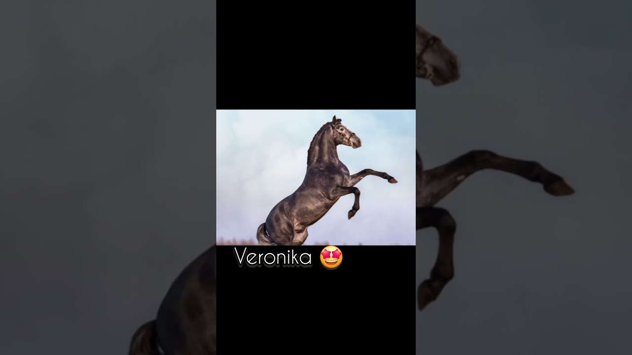 Dein Name, dein Pferd 🥰 Part 11 #horse #name #pferd