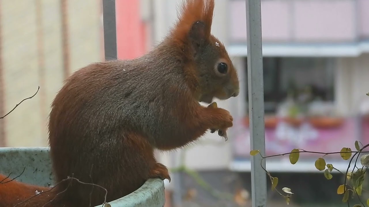 Tagträume🐿️Wann wird es Frühling