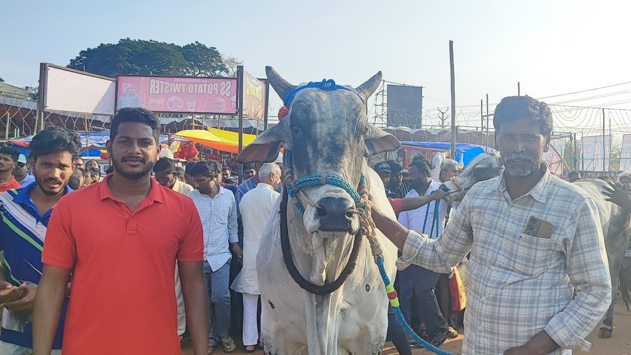 మల్ కట్ పల్లె సీనియర్స్ విభాగంలో 3వ జత  గుత్తి అదిల్ గారు 