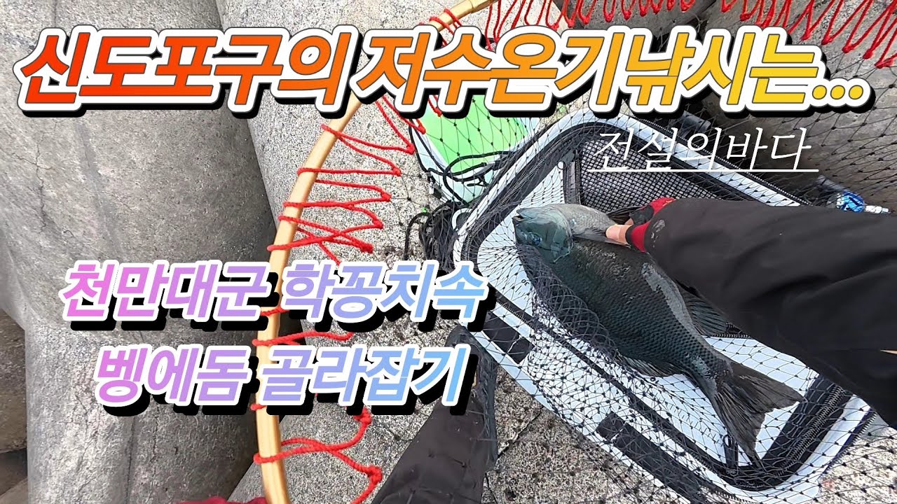 천만대군 학꽁치떼속 벵에돔골라잡기.