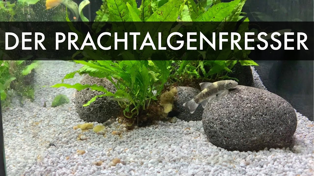 Der  Prachtalgenfresser | Garra flavatra