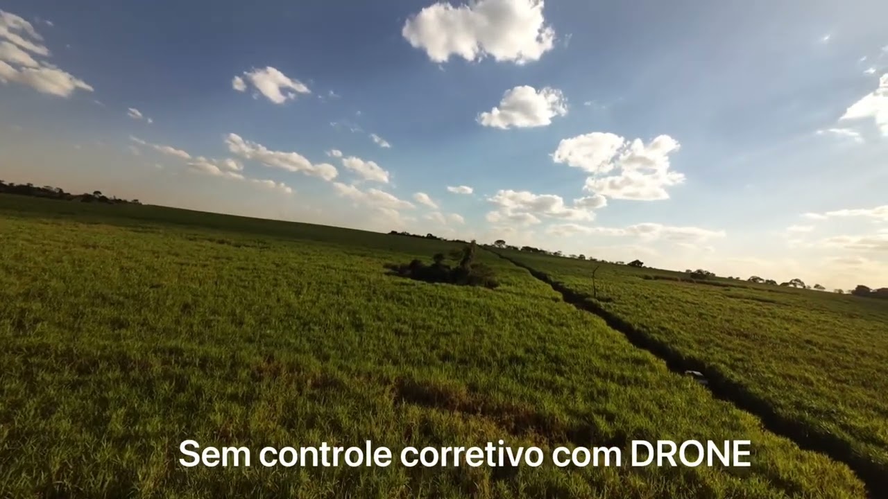 Controle em pr&eacute; - emergencia de mucuna-preta (Mucuna pruriens ou Mucuna aterrima).