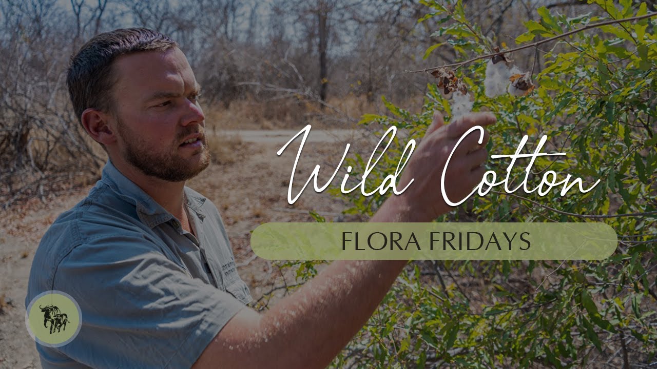 Wild Cotton l Flora Friday l EcoTraining