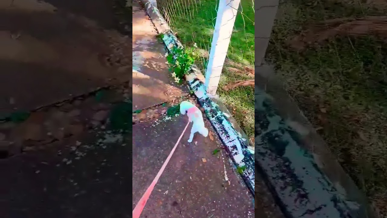 Vlog - Levando as meninas para a caminhada di&aacute;ria! #vidadem&atilde;e #skye #diaadia Diaadia