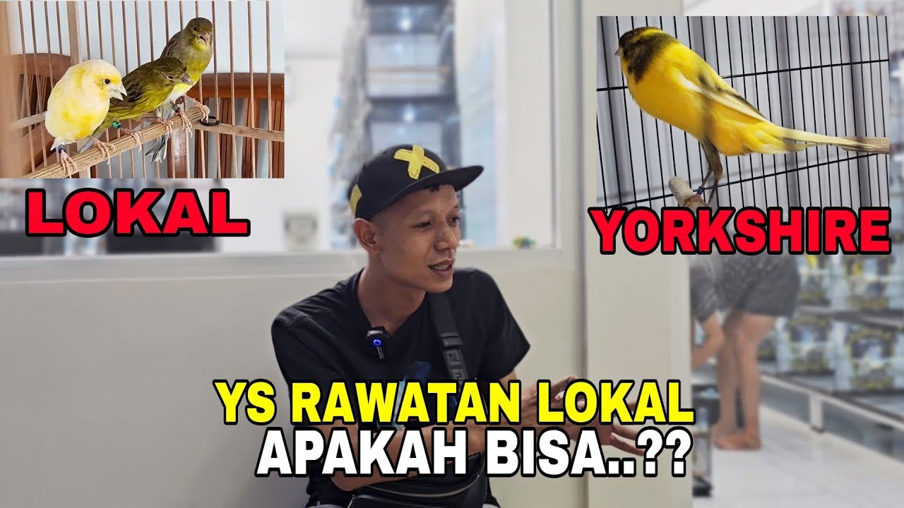 JANGAN DILEWATI..!! ILMU PASTI TENTANG KENARI IMPOR..RASMI,YS,SF,BB DLL