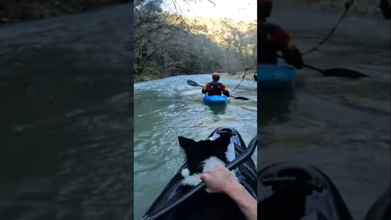 DOGS LOVE KAYAKING #whitewaterkayaking #eggstreamkayak #kayaking
