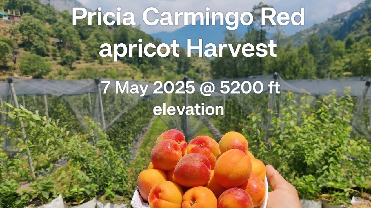 Pricia carmingo apricot harvest @ 5200 ft. May 7 2025
