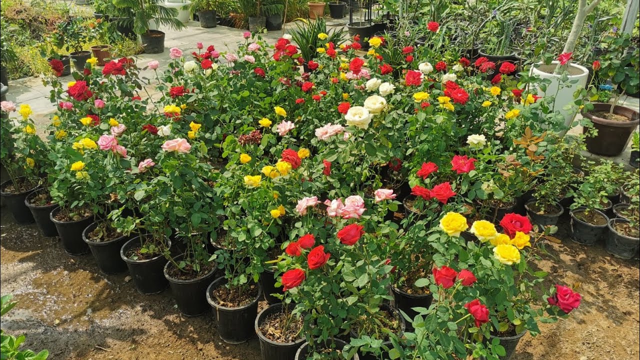 কত কালারের গোলাপ একটা গোলাপ ফুলের বাগান Rose Flower | Rose Plant