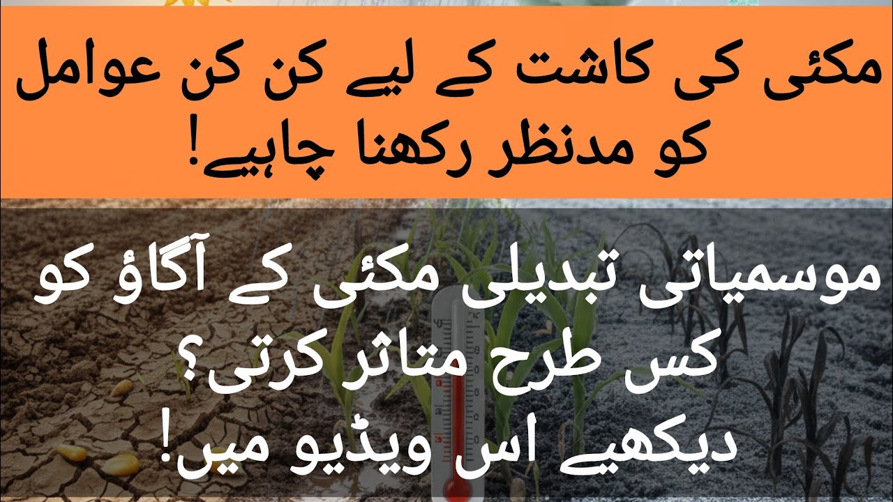 مکئی کی کاشت پر موسمیاتی تبدیلی کا کتنا گہرا اثر ہوتا ہے؟ سنیے ڈاکٹر محمد نوید کی زبانی!... 