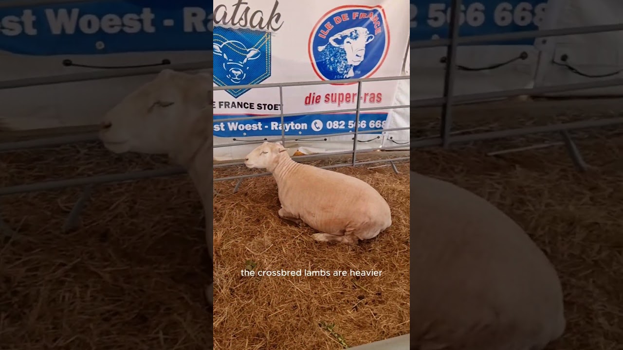 ILe-de-France Sheep Breed.  #IleDeFranceSheep #MeatProduction #LivestockBreeding