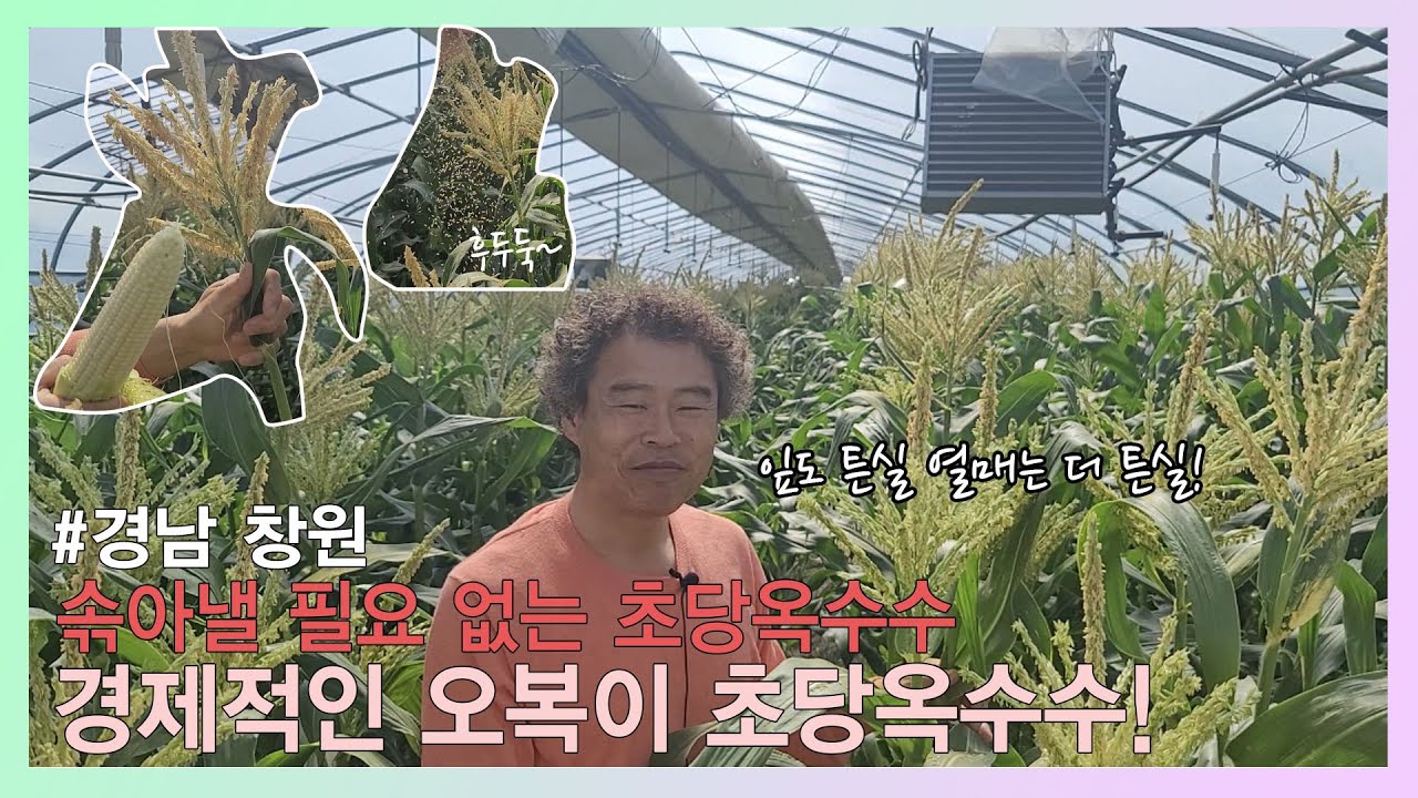 #초당옥수수 ! 약해 때문에 무서워서 사용 못했던 유황 쓰고 나니 옥수수 두개 달아도 되겠내~  #오복이농법 #오복이옥수수 #오복이초당옥수수 #오복이 #유황규산오복이 #코시팜스