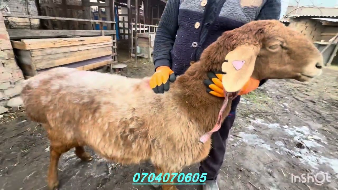 Уч баш чон арашан койлор сатылат 0704070695