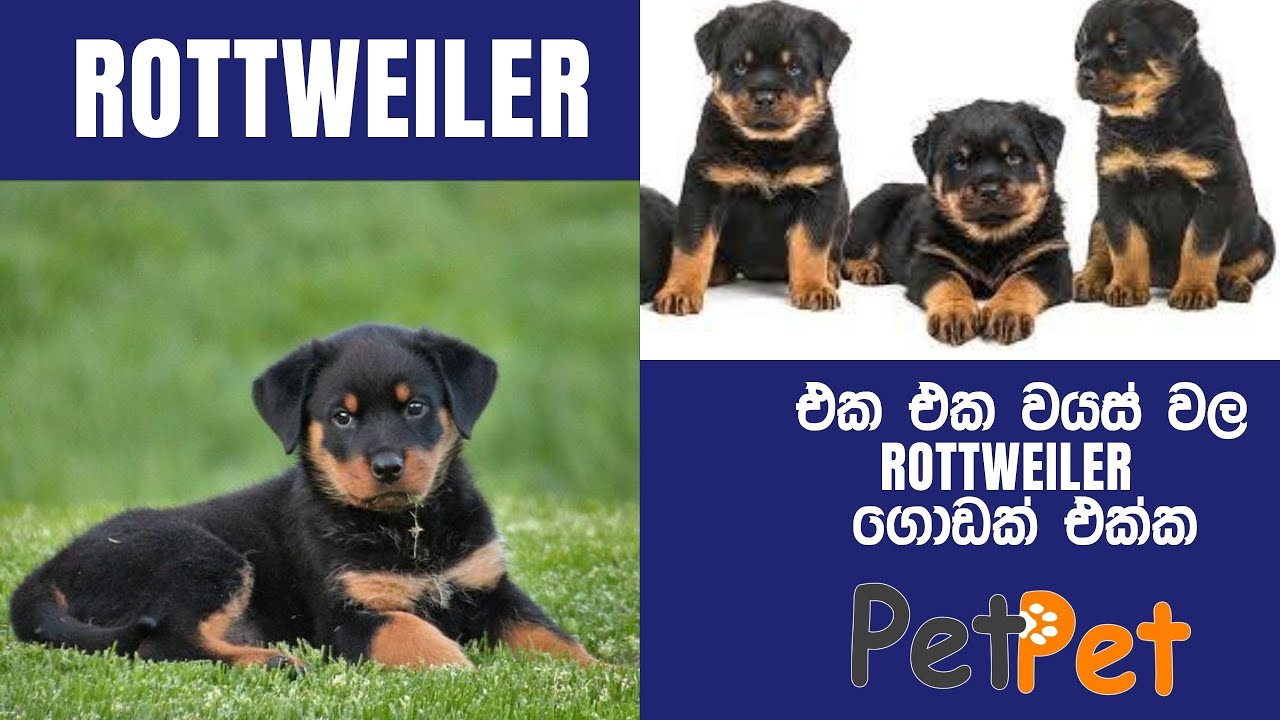 හොදම Rottweiler පැටියෙක් තෝරගන්නේ කොහොමද? | How to select best Rottweiler Puppy? | petpet
