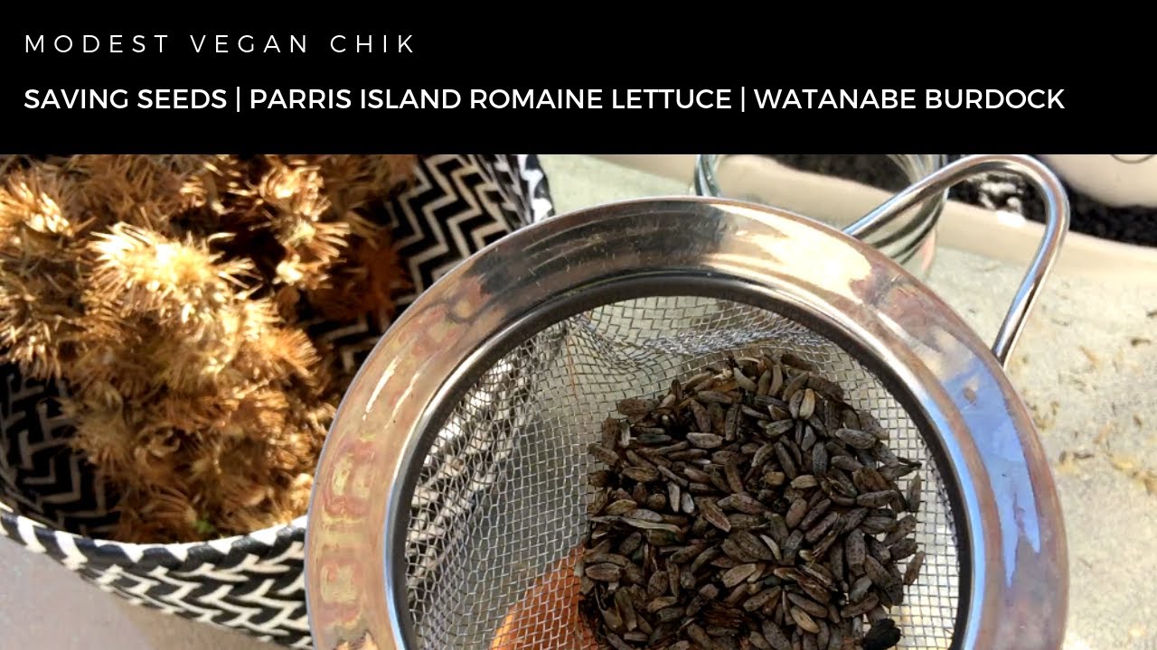 Alkaline Garden Update | Saving Seeds | Parris Island Romaine Lettuce & Watanabe Burdock