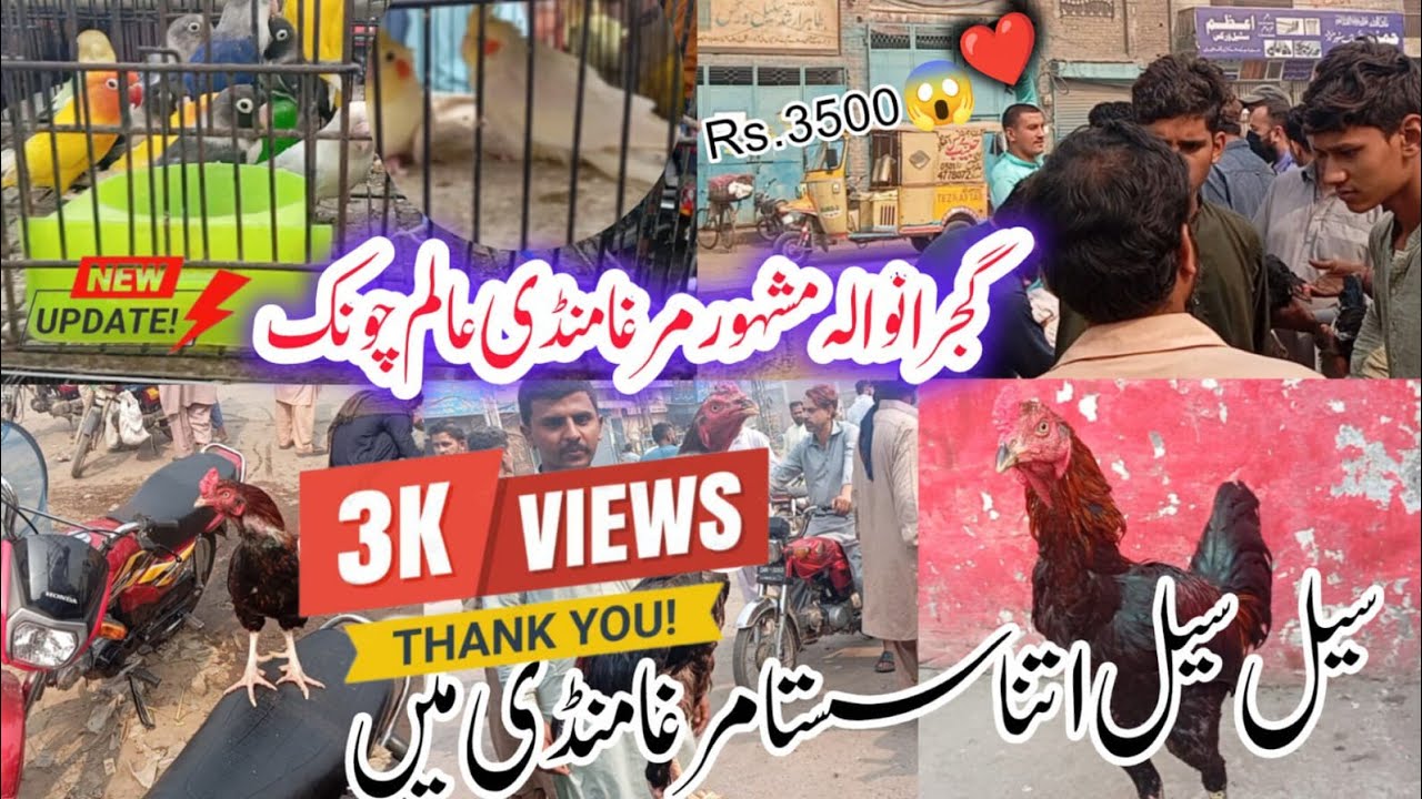 😱 Gujranwala  | Alam Chowk  Rs 3500 Ka Murgha |  Murgha Mandi Latest News Update | 16.1.2026