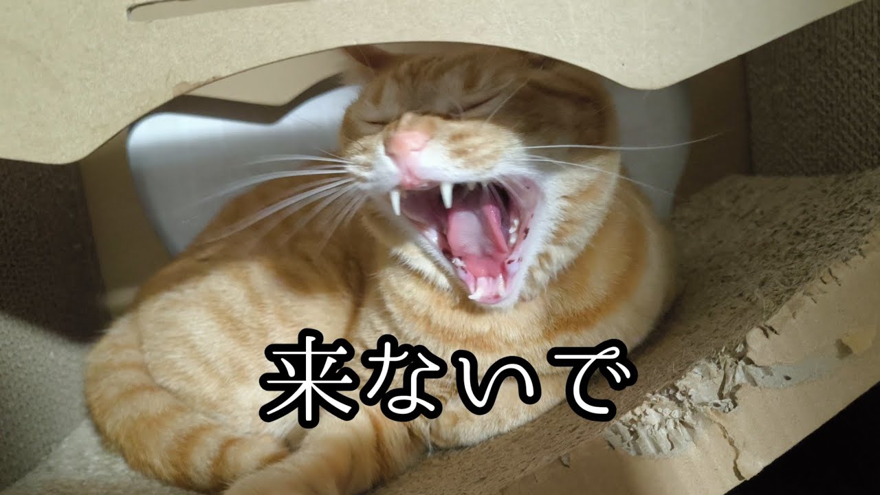 嫌われていても触れます。