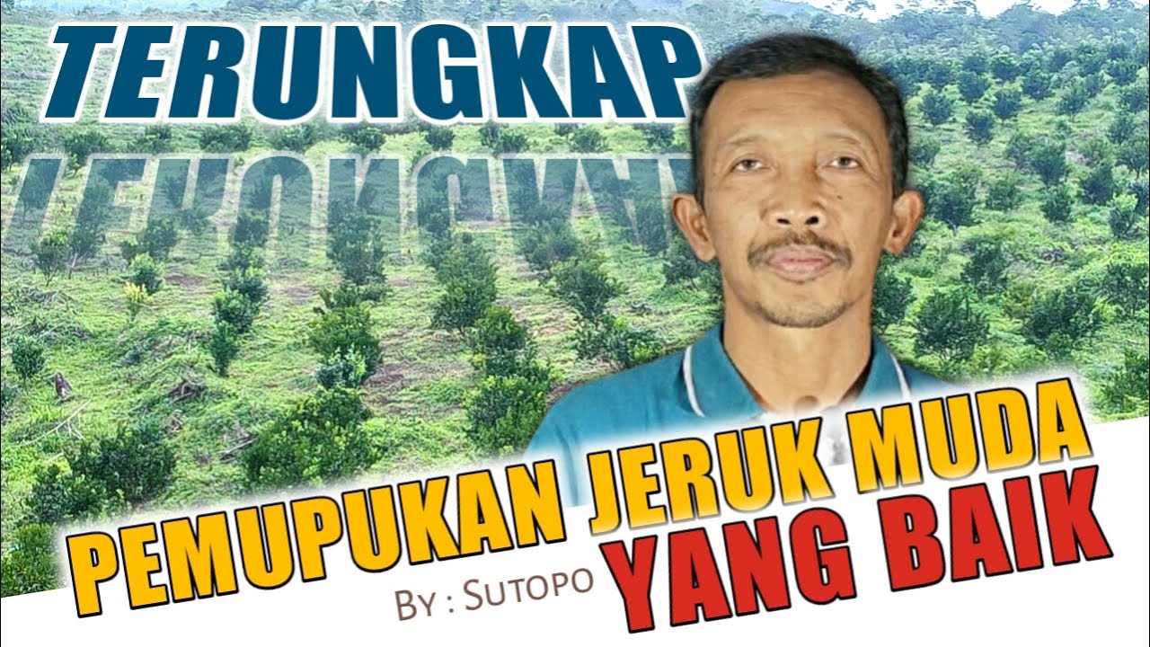 PRMUPUKAN TANAMAN JERUK SETELAH TANAM SAMPAI UMUR 5 TAHUN