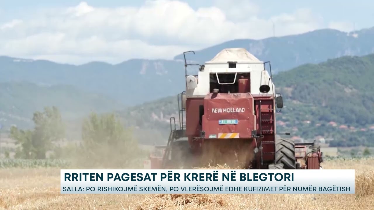Rriten pagesat për krerë në blegtori - Salla: Po rishikojmë skemën, po vlerësojmë edhe....
