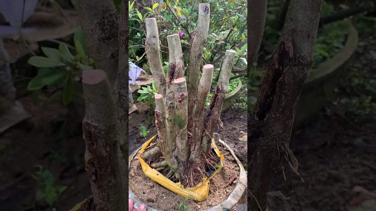 bạch sơn liễu giá rẻ ngày 8/3 gl ae. lh zalo 0395897353