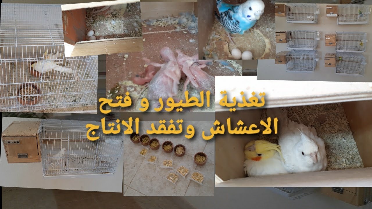 محمية طيور الزينة . فتح الاعشاش . تغذية الطيور